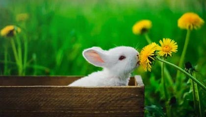 AYX GAME-赛季MVP竞争白热化，多位候选人状态出众，这赛季mvp